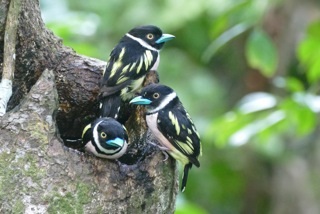 VOLARE di Noah Strycker