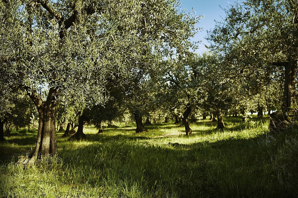 Nasce l’olio Vù, il primo olio dop della Basilicata