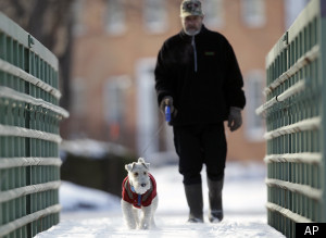 Tutti a dieta, cani e gatti compresi: nasce la Petsercise