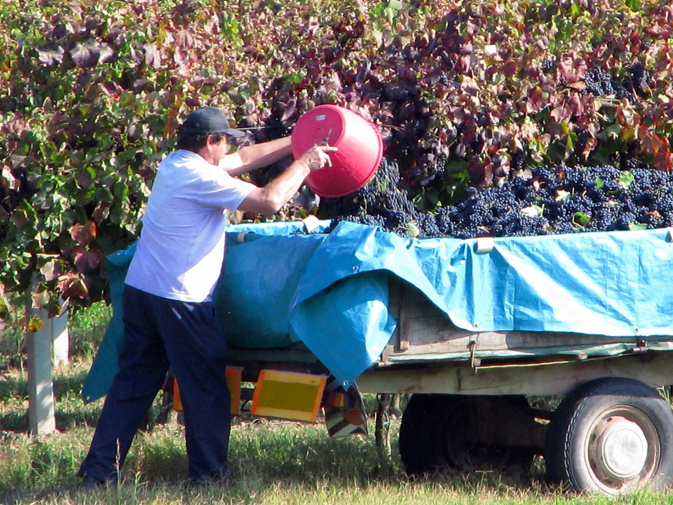 L’uva fogarina chiude la vendemmia nella bassa reggiana