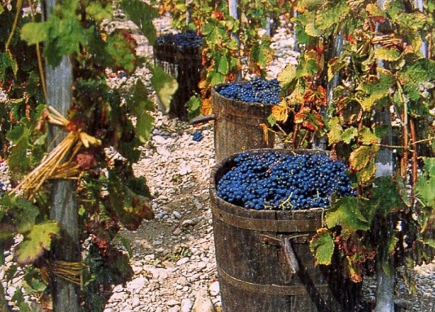A Montalcino si festeggia la vendemmia