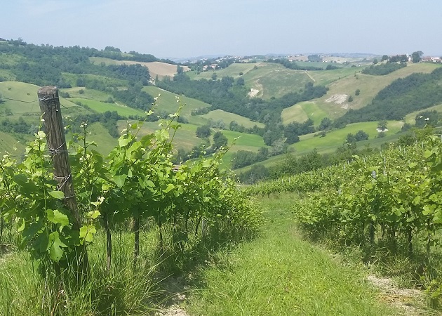 Vitigni antichi e abbinamenti a km zero a Vigna Cunial