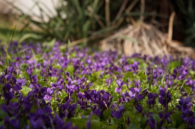 A Parma, vacanze alla Violetta