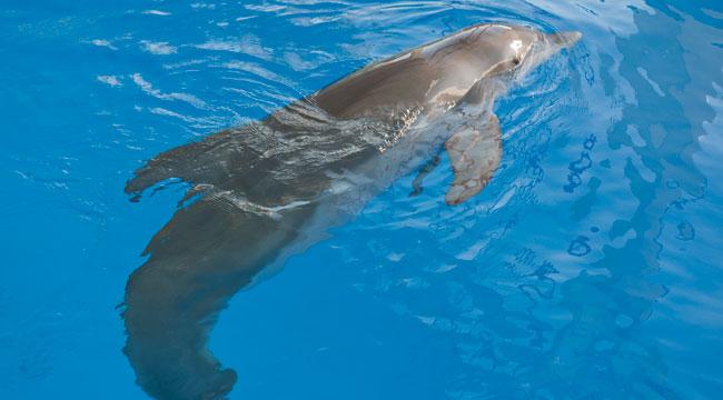 “L’incredibile storia di Winter il delfino” di Alcon Entertainment