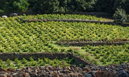 Lo zibibbo di Pantelleria patrimonio dell’umanità