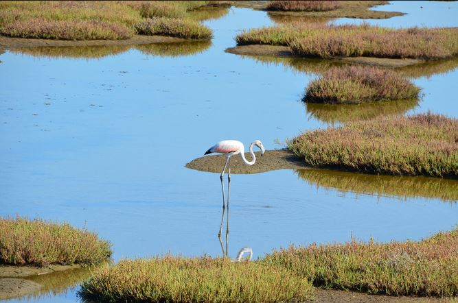 Zone umide, paesaggi affascinanti ricchi di biodiversità spesso sconosciuti o trascurati